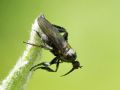 Empis pennipes